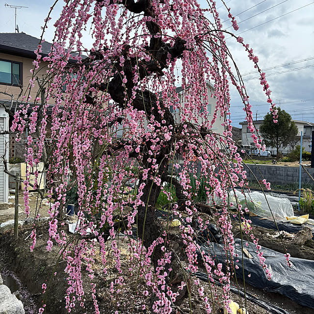 ayomoyuさんの部屋