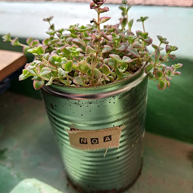 noaさんの実例写真