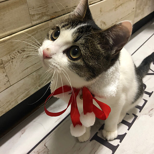 Akiさんの実例写真