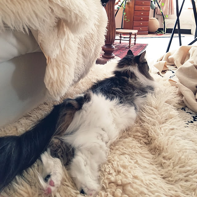 neoさんの実例写真