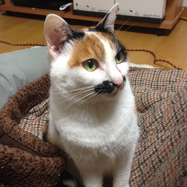 Kinanさんの実例写真