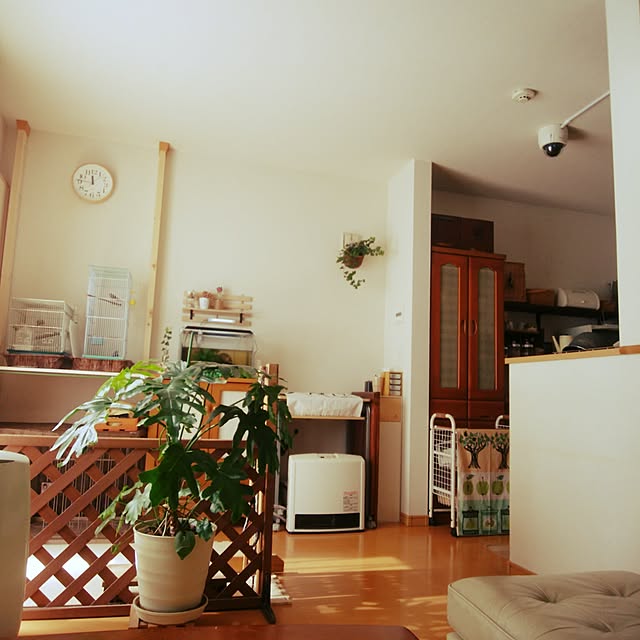 部屋全体/100均/seria/いいね！ありがとうございます♪/植物のある暮らし...などのインテリア実例 - 2017-02-04 11:49:05