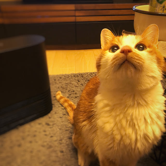 miruさんの実例写真