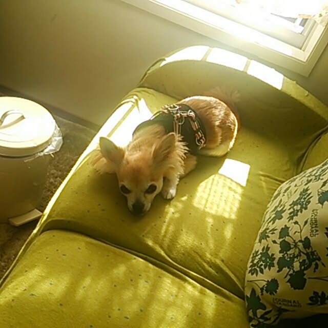 nob0309さんの実例写真