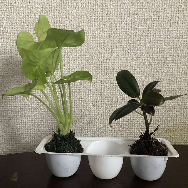 sumikoさんの実例写真