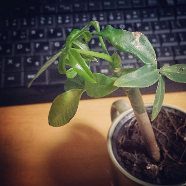 chobiさんの実例写真