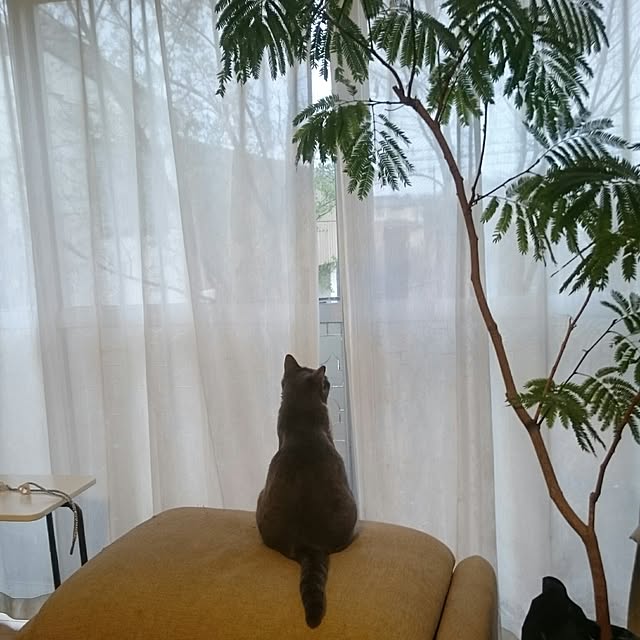 chicchiさんの実例写真