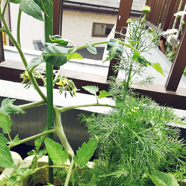 Centaureaさんの実例写真