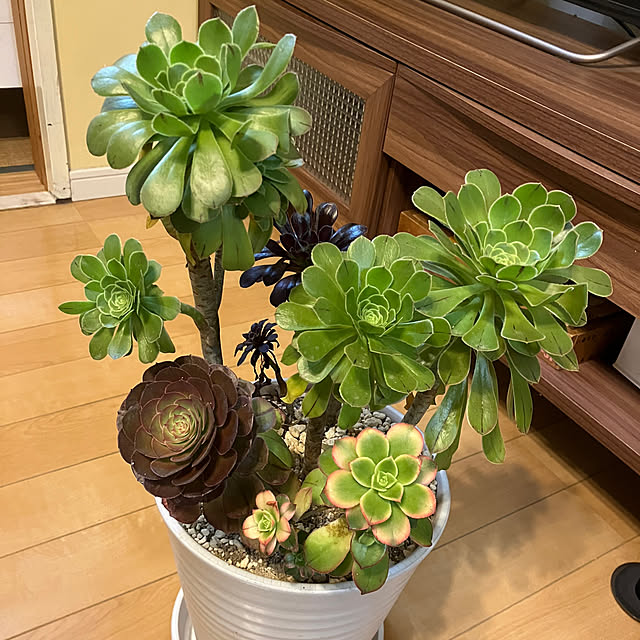 koshiregutyoさんの部屋