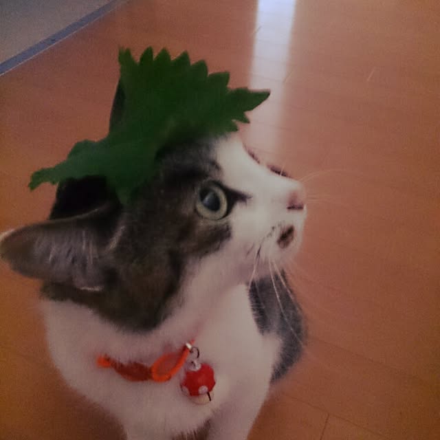 miiiiさんの実例写真