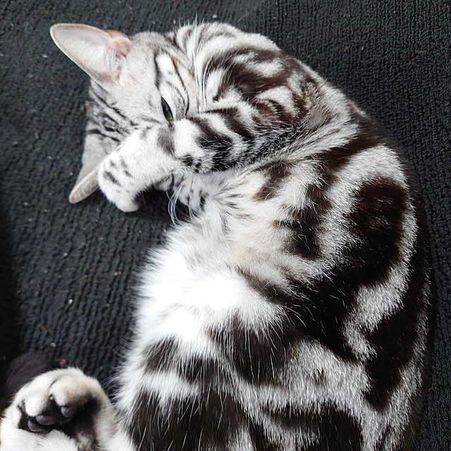 CatClipさんの実例写真