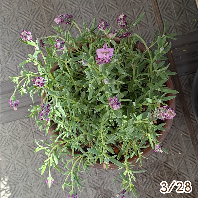 mi-saさんの部屋