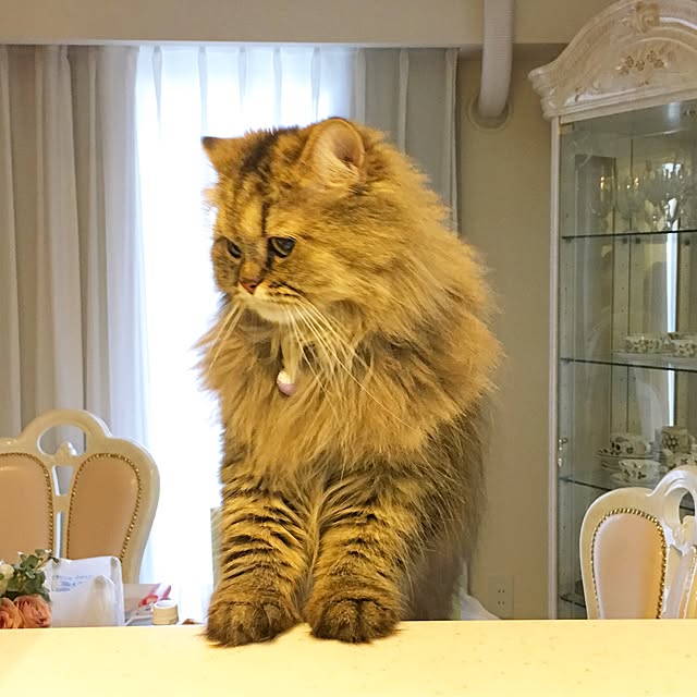 musicsukiさんの実例写真