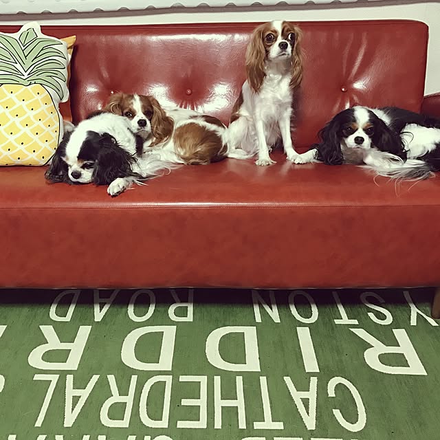 SuzySaraさんの実例写真