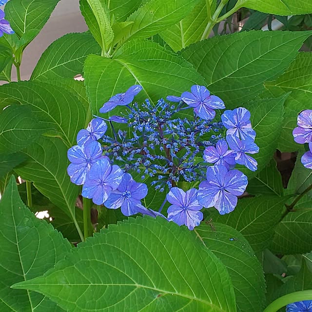 Aamiさんの実例写真