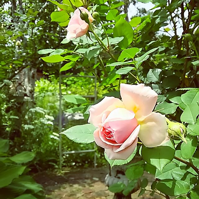 s.mamaさんの実例写真