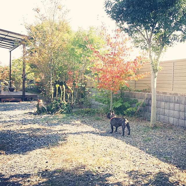 kuuuuさんの実例写真
