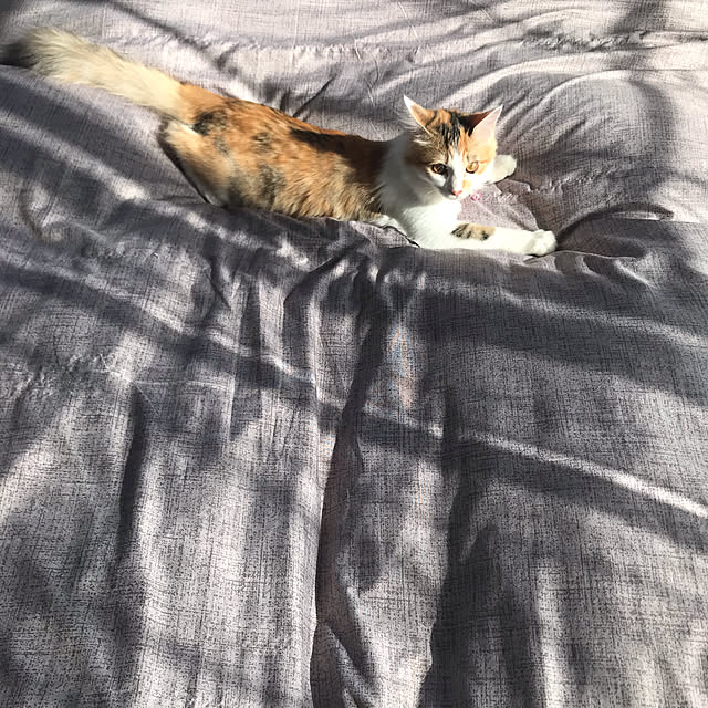 mya___kさんの実例写真
