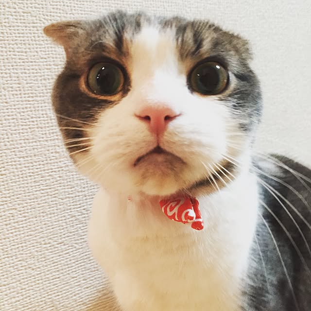 tansukeさんの実例写真