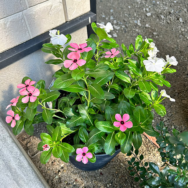 prelumoさんの部屋