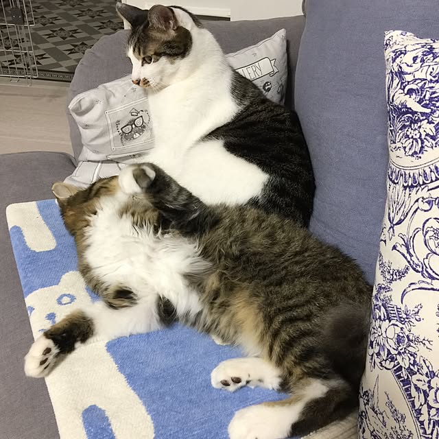 yuchiさんの実例写真