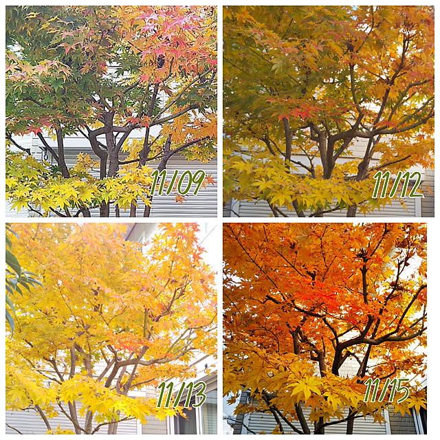 mayumi.sさんの実例写真