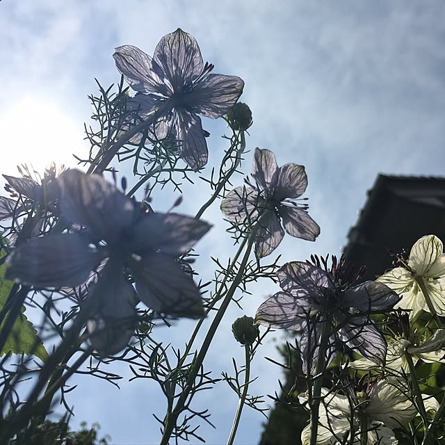 niconさんの実例写真