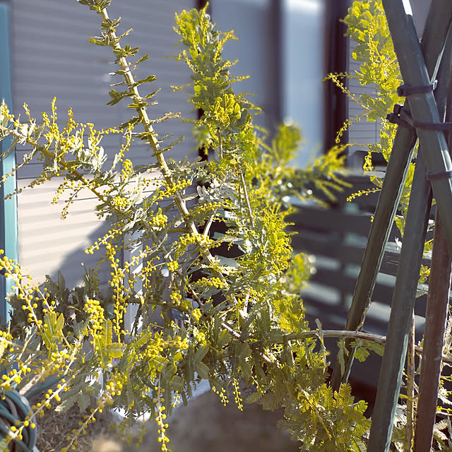 michiさんの実例写真