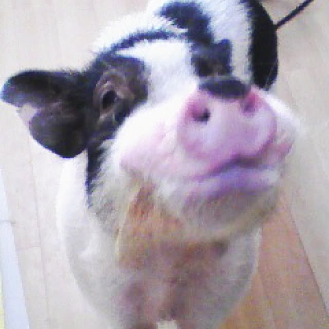 POTさんの実例写真