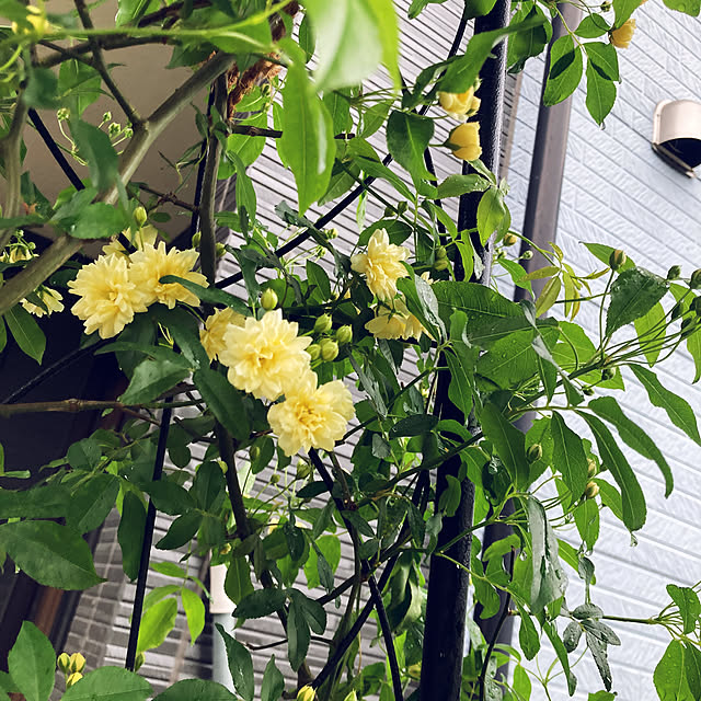CoCo0617さんの部屋