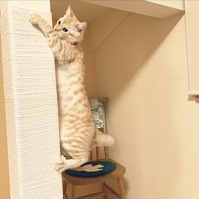 m.k.mさんの実例写真
