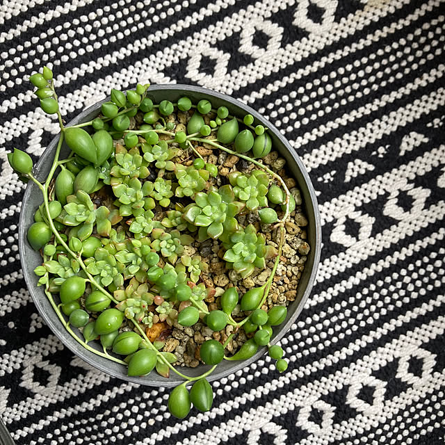 okkunさんの部屋