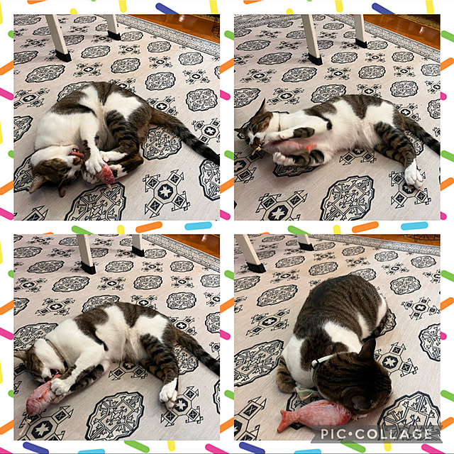 jijiさんの実例写真
