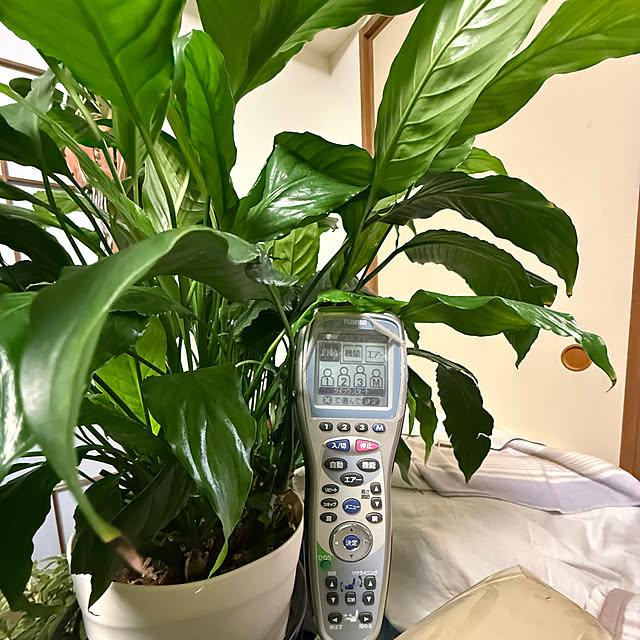 Aqettyさんの部屋