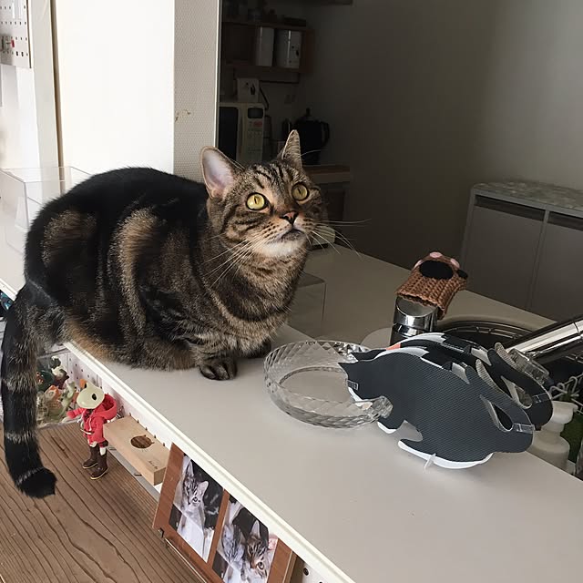 mikomaruさんの実例写真