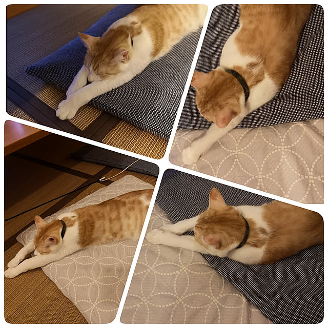 koyurizuさんの実例写真