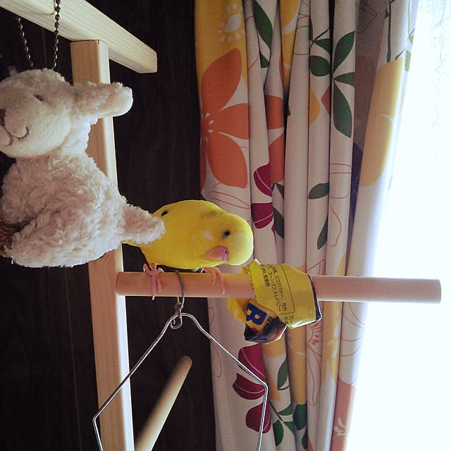 pipiさんの実例写真
