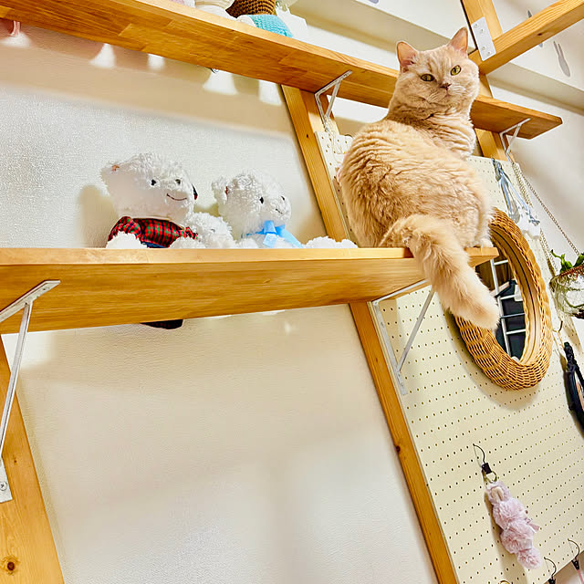naokoさんの実例写真