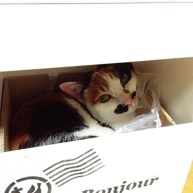 Kinanさんの実例写真