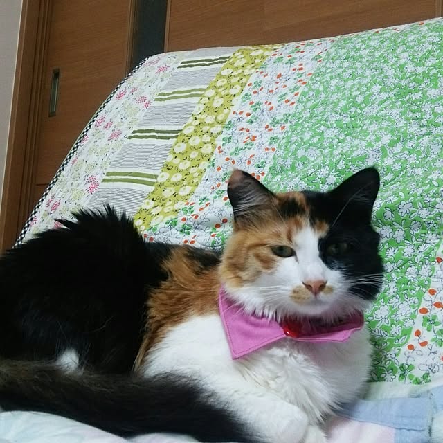 kiyohima229さんの実例写真