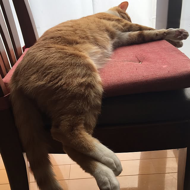 baronkotarouさんの実例写真