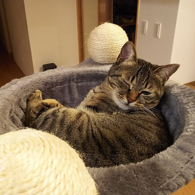 youkoasaさんの実例写真