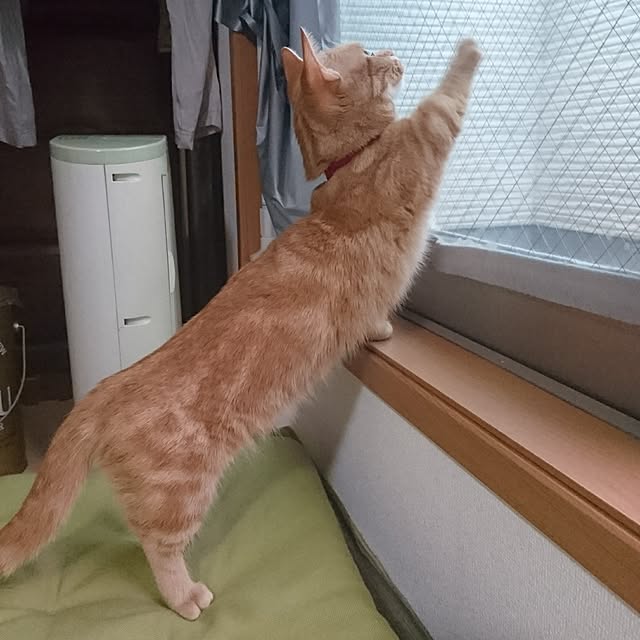 shinobuさんの実例写真