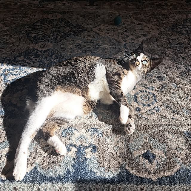 shinoさんの部屋