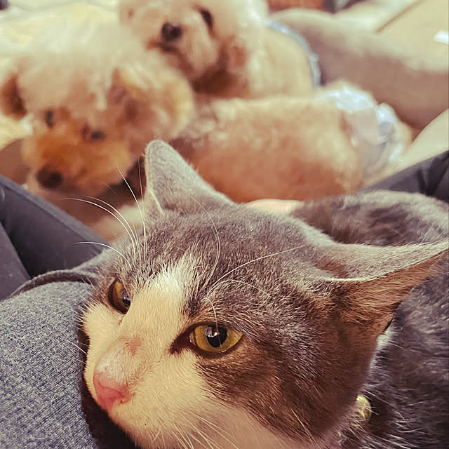 nekosamaさんの実例写真