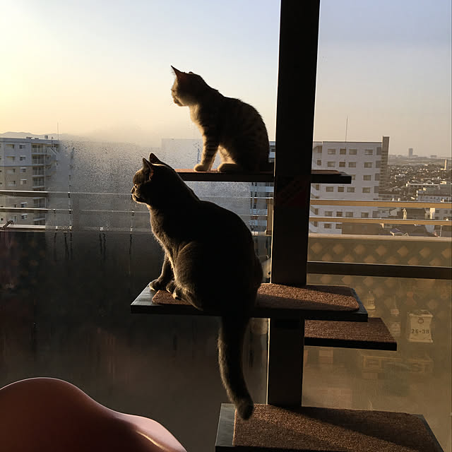 Shojiさんの実例写真