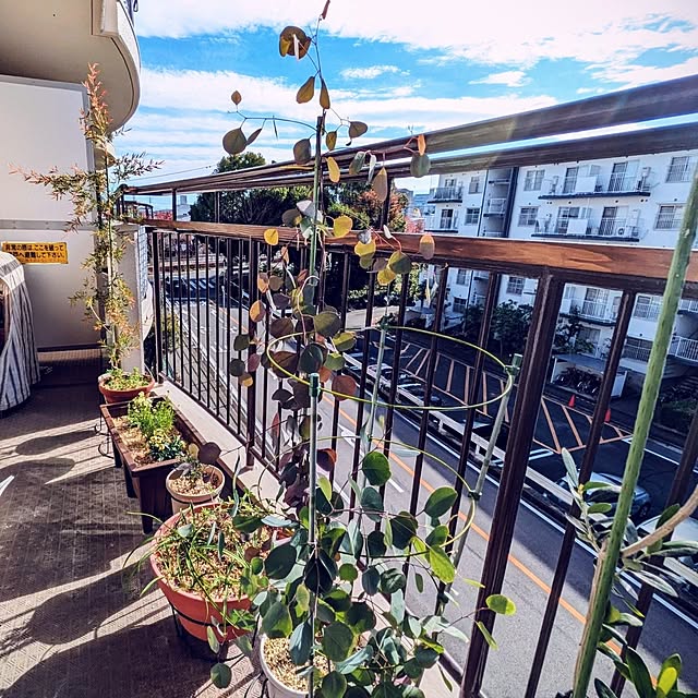 mi-saさんの部屋