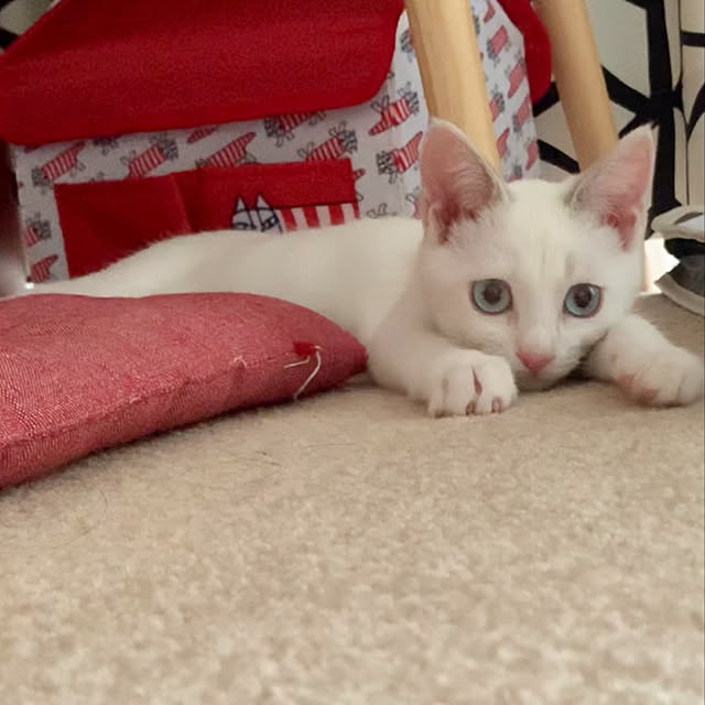 kurimarokoさんの実例写真