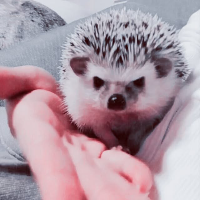saokoさんの実例写真