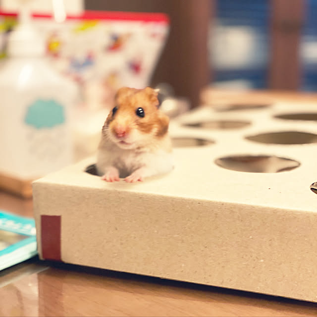 ohanaさんの実例写真